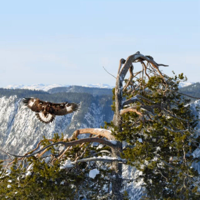 Europe's Wild Places