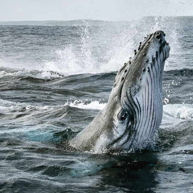 Secrets Of The Whales