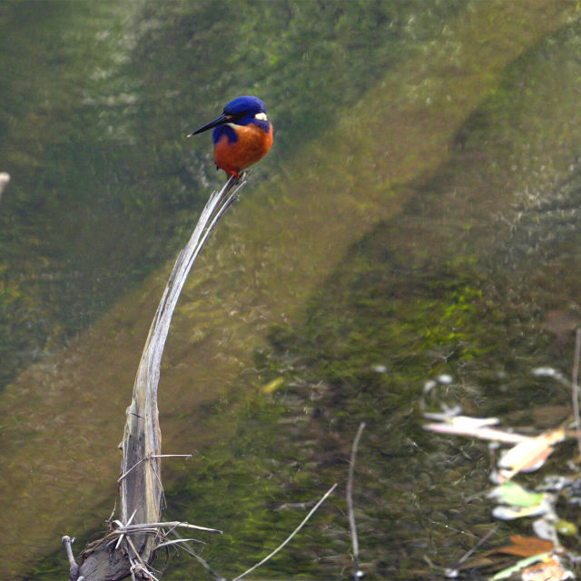 Australia's Untamed Forests