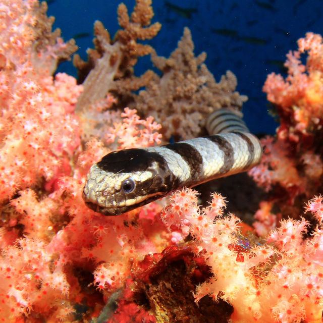 Ocean's Weirdest