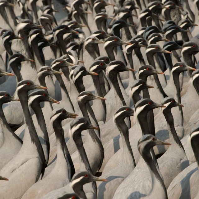 Wild India: The Badlands