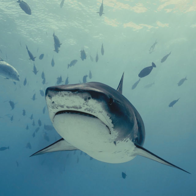 Investigation Shark Attack