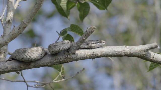 The Hidden World Of Snakes