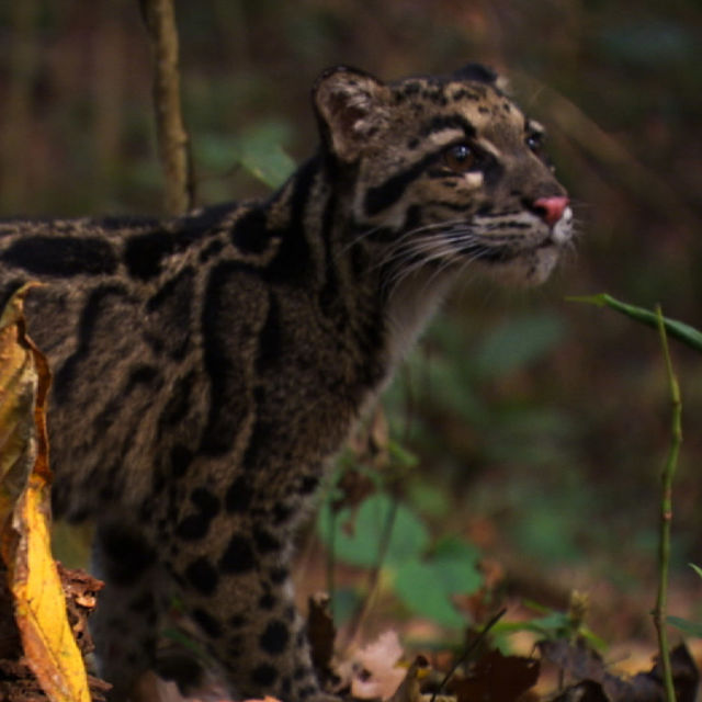 Jungle Animal Rescue