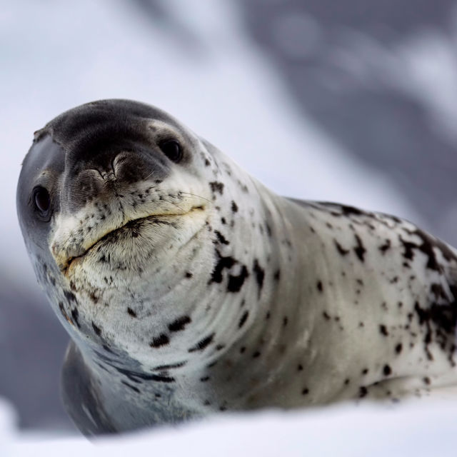 Wild Antarctica: Emperor Penguins