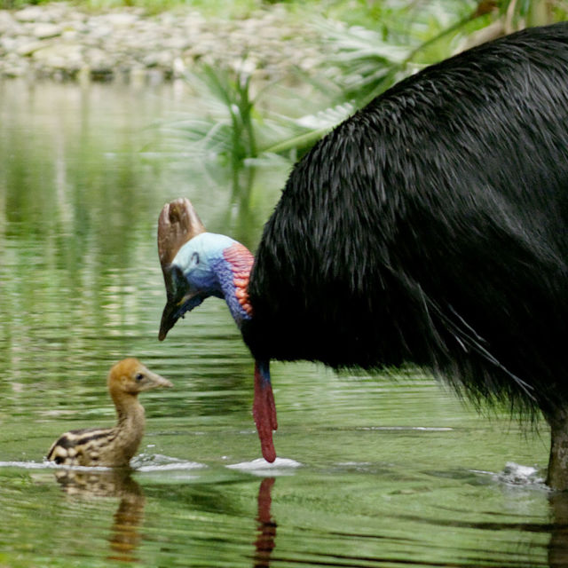 Dino Bird