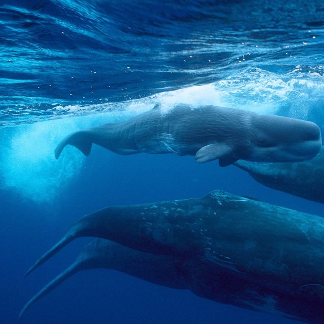 Giants Of The Deep Blue