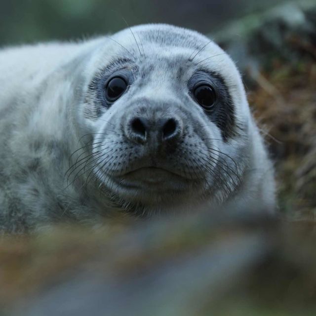 Killer Seals