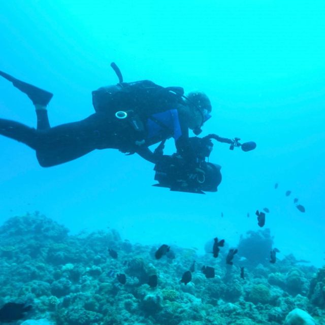 Whales Of The Deep