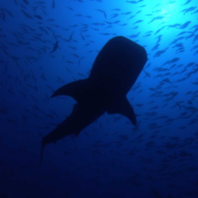 Where Oceans Collide
