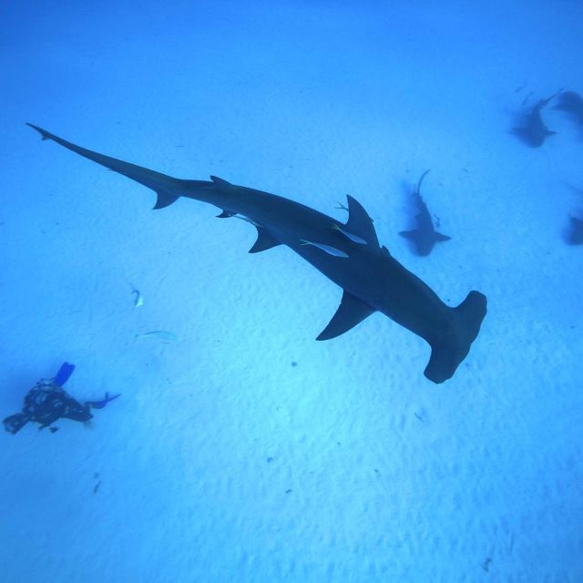 Zeb's Big Fish: Hammerhead Invasion