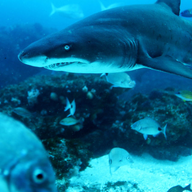 Big Sharks Rule