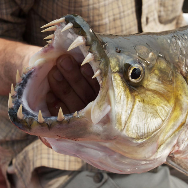 Monster Fish Of The Congo