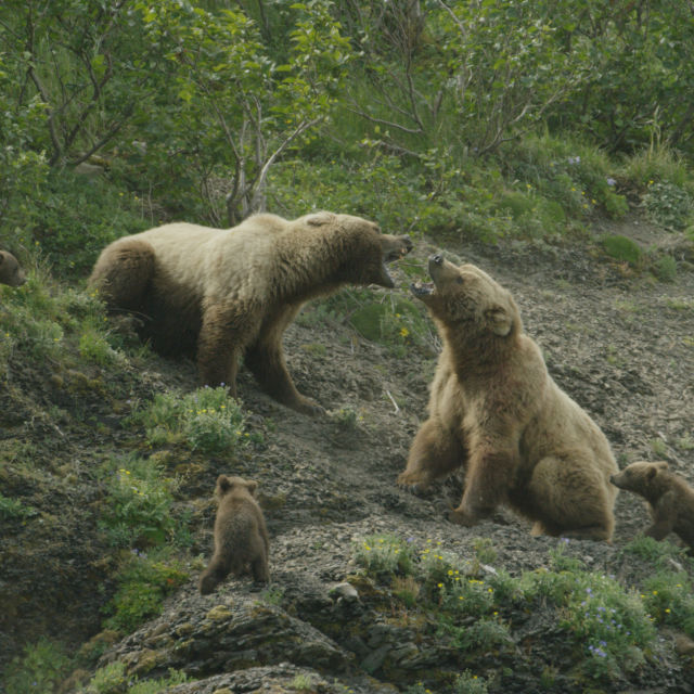 Hollywood's Killer Bear