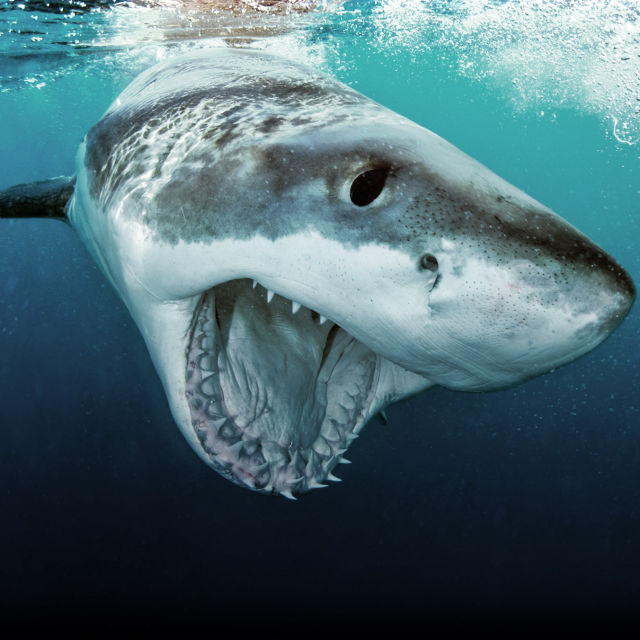 Great White Vs Tiger Shark