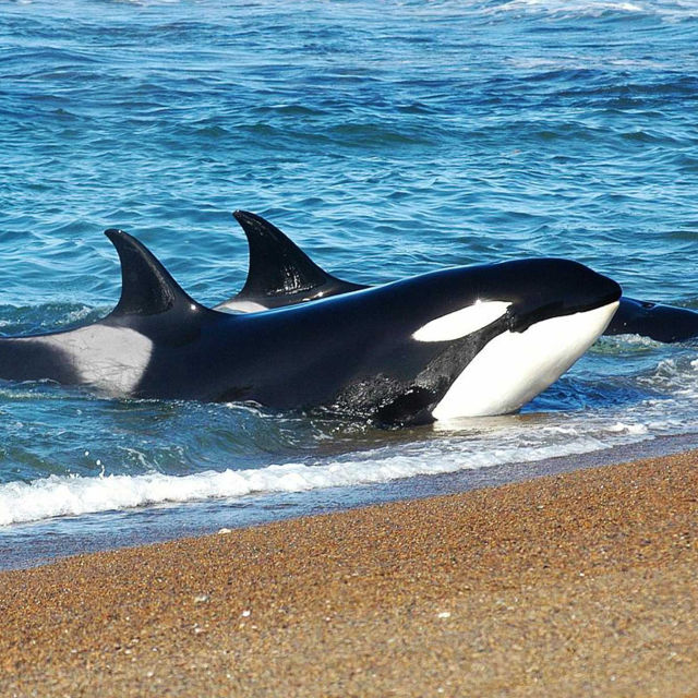Orca Vs Great White