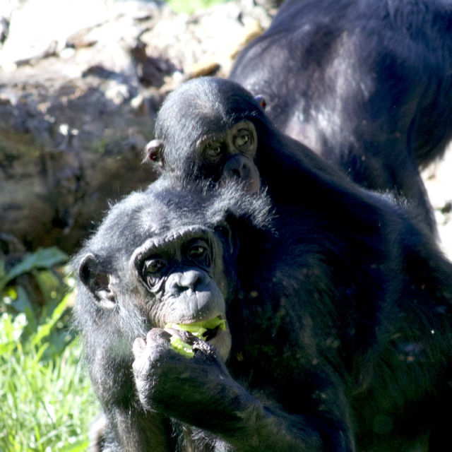 Secrets Of The Zoo: Keeper Tales