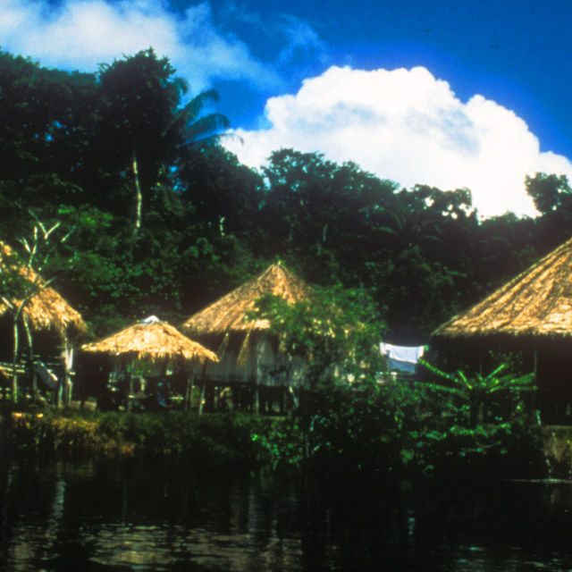 Amazonia's Giant Jaws