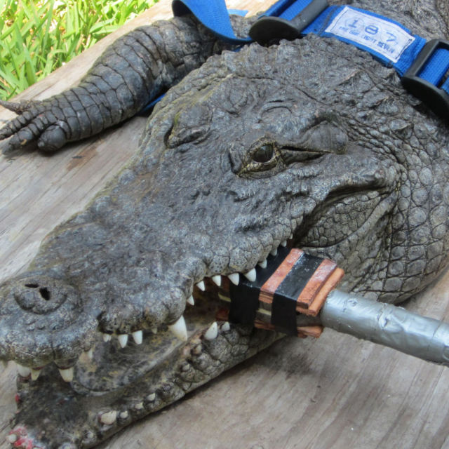 Rise Of Croczilla