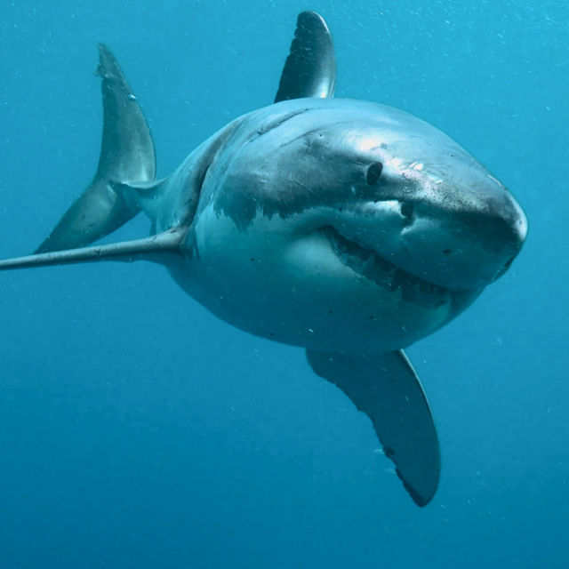 When Sharks Attack