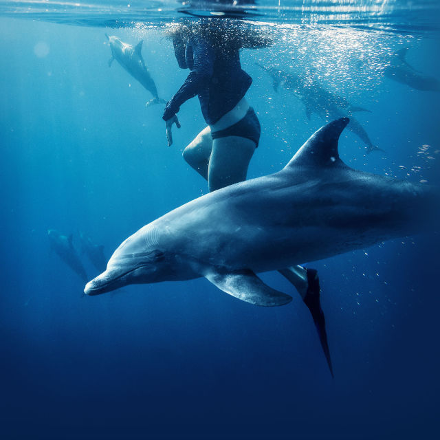 Saved From A Shark