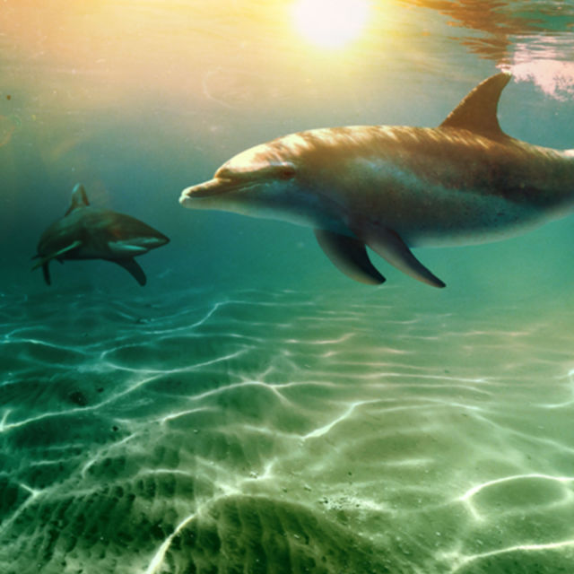 Sharks Vs. Dolphins: Bahamas Battleground