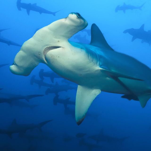 Sharkcano: Hawaii