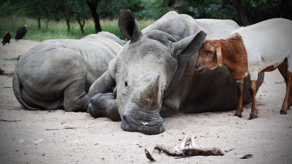 Bizarre Animal Friends