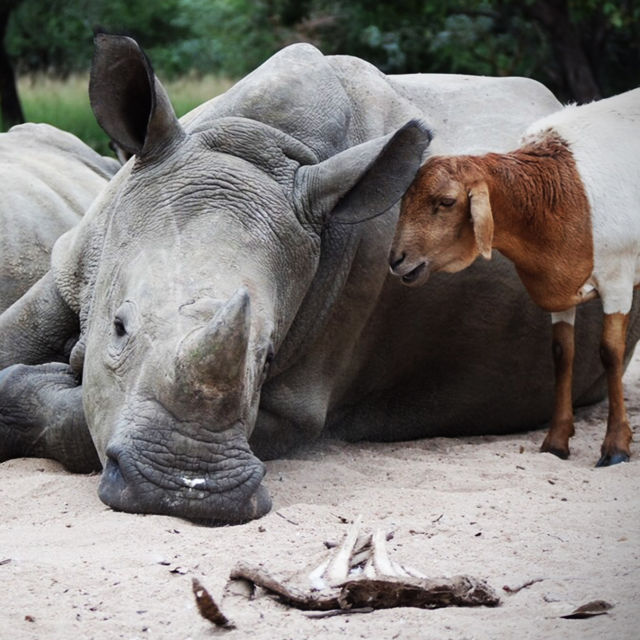 Bizarre Animal Friends