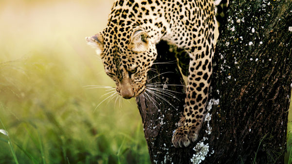 The Real Serengeti