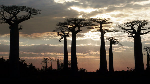 India's Elephant Mountain
