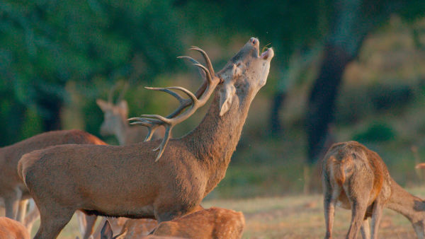 Iberia's Woodlands