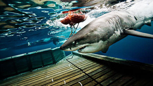 Shark Men