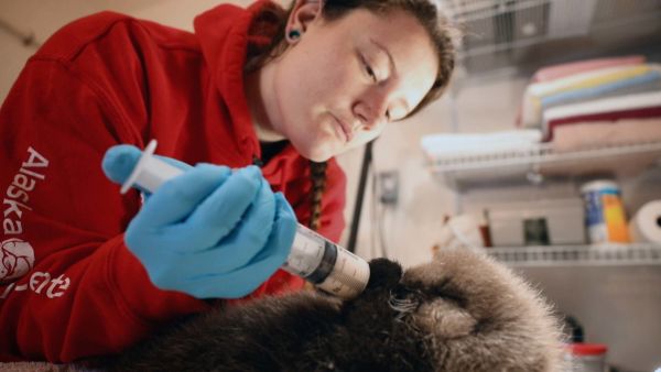 Alaska Animal Rescue