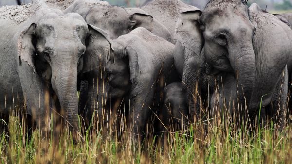 Wild India