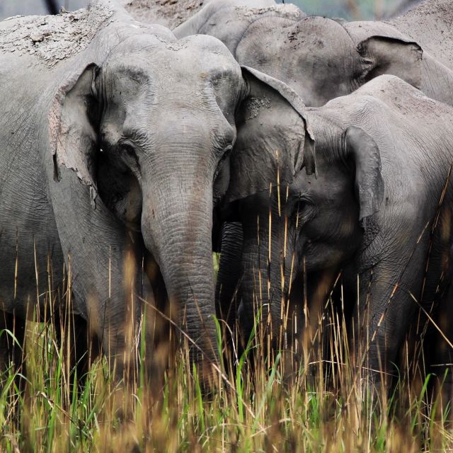 Wild India