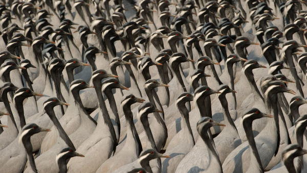 Wild India: The Badlands