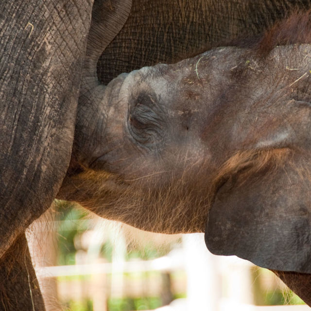 Babies Of The Zoo