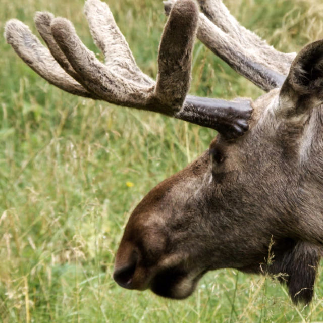 Europe's Great Wilderness