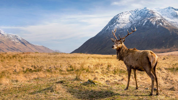 Europe's Wild Marvels