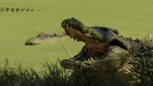 Croctober