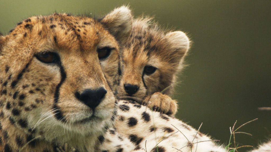 CHEEKY CHEETAH CUB Merrythought チーター14cm One small cute and playful baby Cheetah cub in Kruger Park South