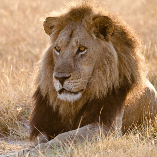 Return of The Lion
