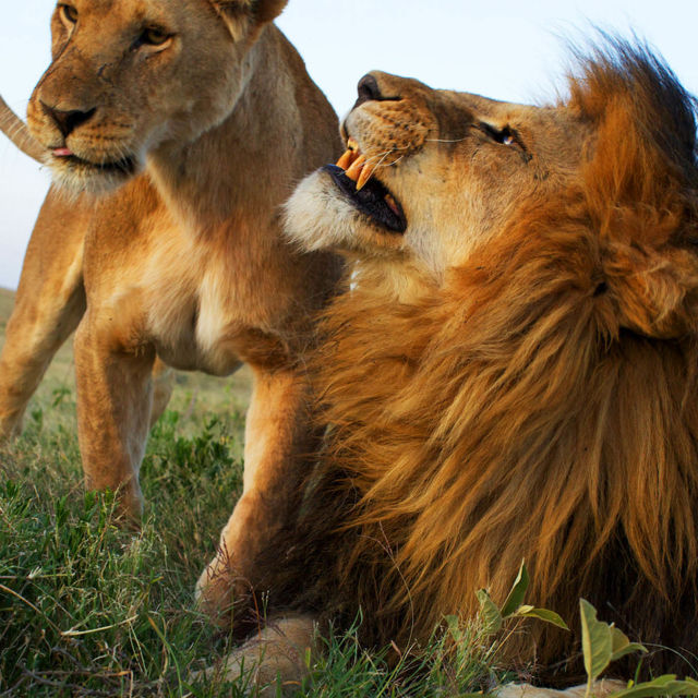Game of Lions