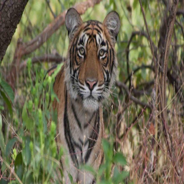 Tiger Queen of Taru