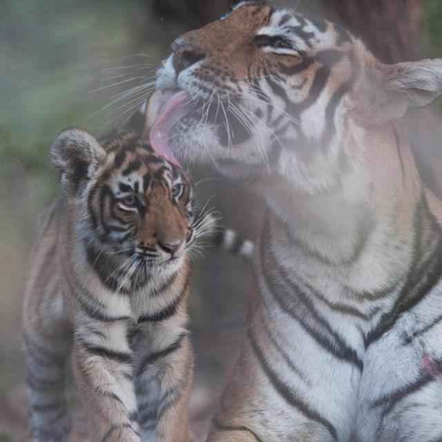 Tiger's Revenge