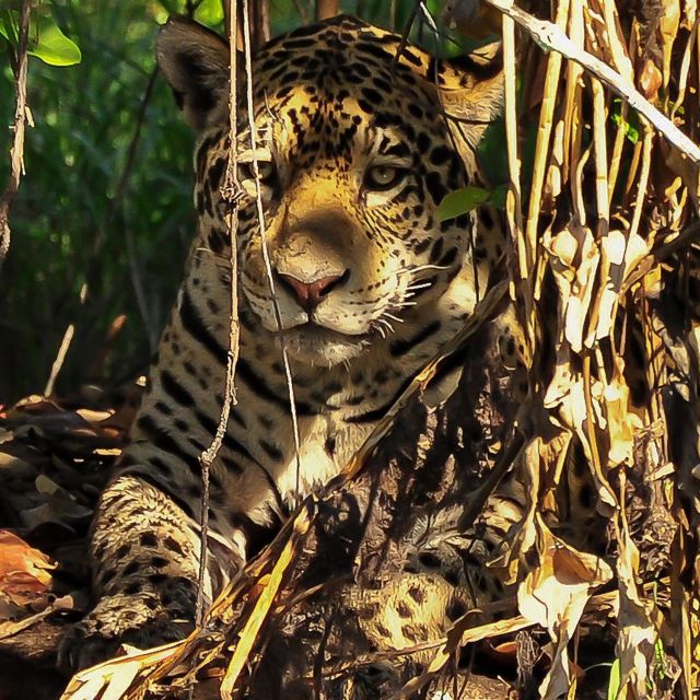 The Phantom Cat