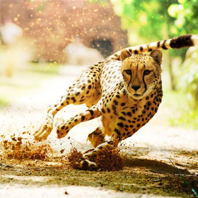 Big Cat Games
