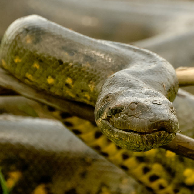 Monster Constrictors