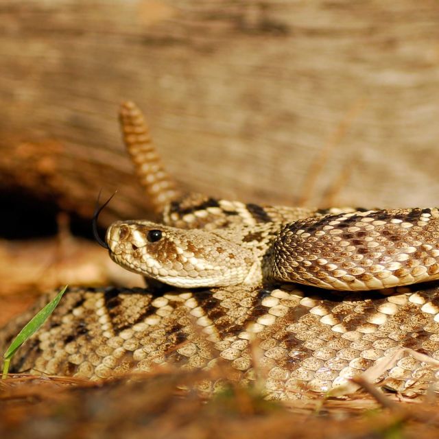 Monster Snakes